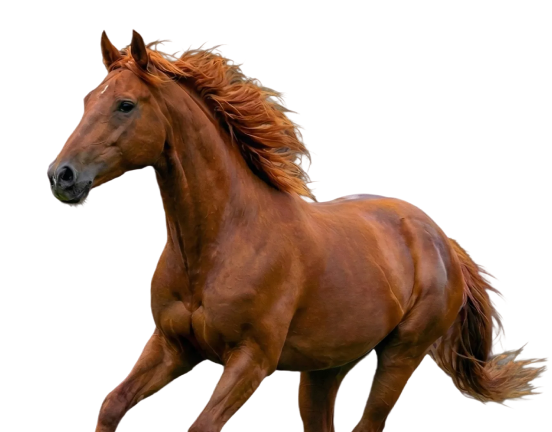 말띠 할인 :
이름에 "병,오,마"를 찾아라!